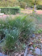 Sier grassen gratis, Jardin & Terrasse, Plantes | Jardin, Automne, Plein soleil, Enlèvement, Graminées ornementales