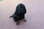 Prachtige Golden cocker retriever pup (reutje), Dieren en Toebehoren, Honden | Retrievers, Spaniëls en Waterhonden, België, Overige rassen