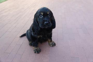 Prachtige Golden cocker retriever pup (reutje) beschikbaar voor biedingen