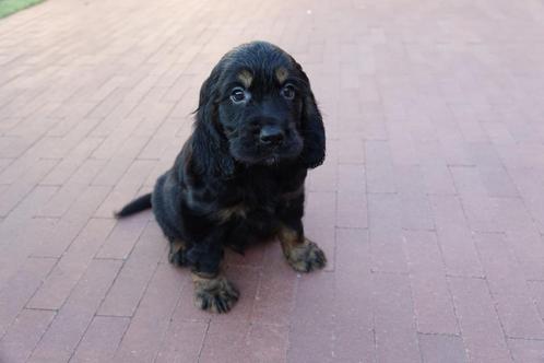 Prachtige Golden cocker retriever pup (reutje), Dieren en Toebehoren, Honden | Retrievers, Spaniëls en Waterhonden, Meerdere dieren