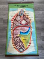 Oude schoolplaat “de ingewanden” Cremers, Antiek en Kunst, Ophalen of Verzenden