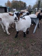 Heel leuk dwerg castreert bokje ., Dieren en Toebehoren, Schapen, Geiten en Varkens, Mannelijk, Geit, 0 tot 2 jaar
