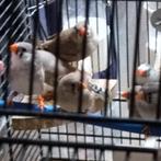 Jonge zebravinken, Dieren en Toebehoren