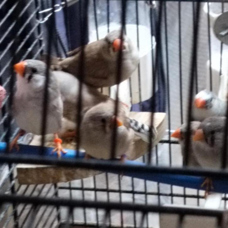 Jonge zebravinken, Dieren en Toebehoren, Vogels | Kanaries