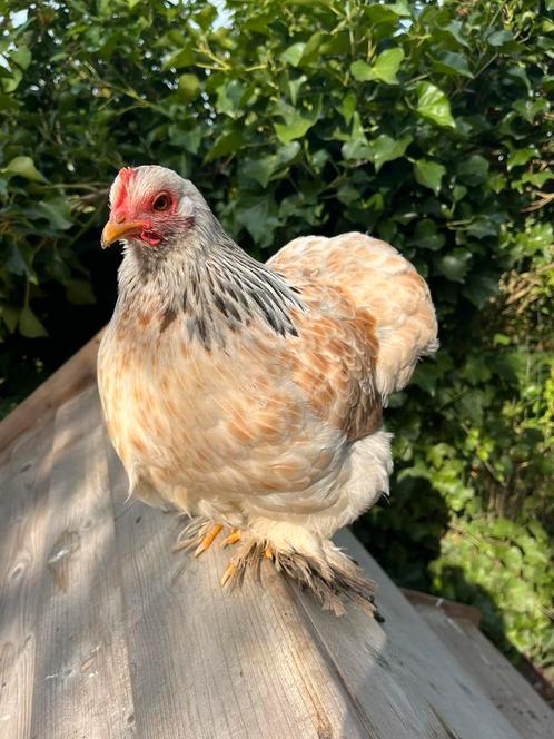 Cochin kriel hennen te koop, Dieren en Toebehoren, Pluimvee, Kip, Vrouwelijk