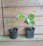aardbeiplanten doordragers karima, Tuin en Terras, Planten | Tuinplanten, Ophalen, Volle zon, Tweejarig, Zomer