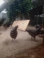 Jong volwassen mechelse koekoek, Dieren en Toebehoren, Pluimvee