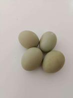 crème legbar  pondeurs bleu/olive 0499/082381, Animaux & Accessoires, Femelle, Poule ou poulet