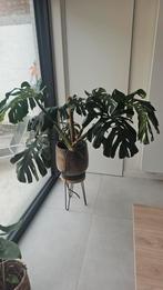 Monstera Deliciosa, Huis en Inrichting, Ophalen
