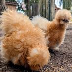 Hennen krulveer frizzle USA zijdehoen kippen, Femelle, Poule ou poulet