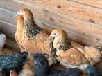 Brahma verschillende kleuren, Dieren en Toebehoren