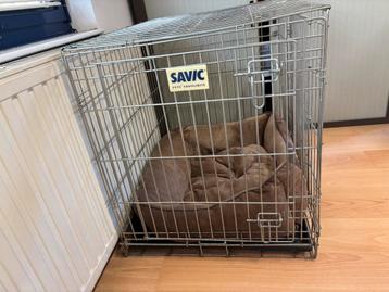 Bench grote hond beschikbaar voor biedingen