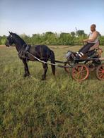 C-pony, Dieren en Toebehoren, Hengst, M
