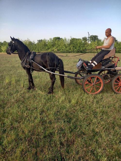 C-pony, Dieren en Toebehoren, Pony's, Hengst, M