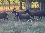 Zwarbles ooilam geboren feb/maa, Dieren en Toebehoren, Schapen, Geiten en Varkens, Vrouwelijk, Schaap, 0 tot 2 jaar