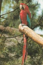 GROENVLEUGEL ARA, Verzamelen, Postkaarten | Dieren, Verzenden, Ongelopen, Vogel