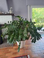 Zamioculcas, Huis en Inrichting, Ophalen, 100 tot 150 cm, Overige soorten, In pot