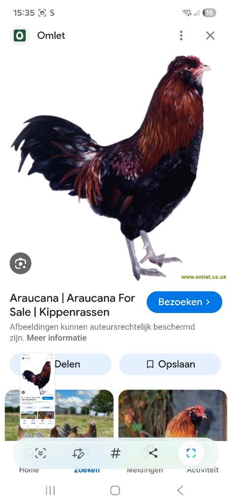 Araucana  Hanen, Dieren en Toebehoren, Pluimvee, Kip, Mannelijk