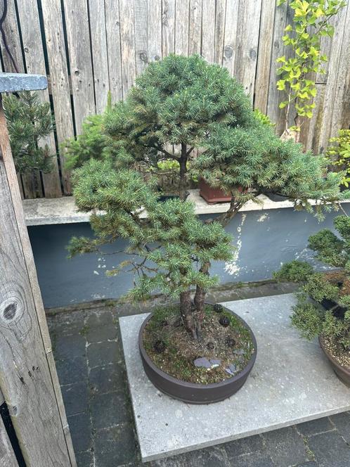 MAGNIFIQUE BONSAÏ CONIFÈRES, Tuin en Terras, Planten | Bomen, In pot, Ophalen