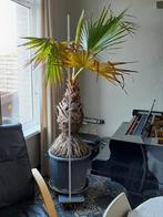 Washingtonia Filiferia, Ophalen, Palmboom