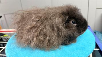 Cavia, Cobaye mâle Texel noir, Enlèvement