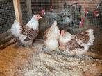 Wyandotte kriel goudwitgezoomd, Dieren en Toebehoren, Vrouwelijk, Kip