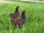 Jonge tamme Rhode Island red kriel kippen gesekst en ingeënt, Dieren en Toebehoren, Vrouwelijk, Kip