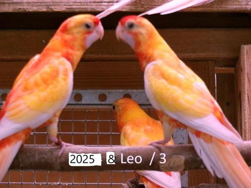 Parkieten . Penanten, Dieren en Toebehoren, Vogels | Parkieten en Papegaaien, Parkiet, Meerdere dieren, Geringd