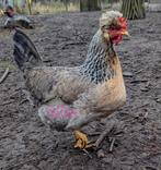 Hennen kleurleggers groenleggers kippen, Femelle, Poule ou poulet