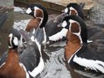 Ganzen Roodhalsganzen, Mannelijk, Gans of Zwaan