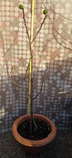 Figuier Ficus Carica "BROWN TURKEY", Figuier, En pot, Plein soleil, Enlèvement