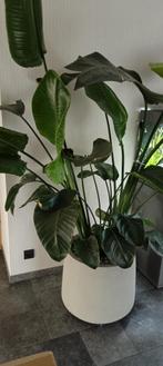 Strelitzia Nicolai 2m, Huis en Inrichting, Kamerplanten, Groene kamerplant, Ophalen, In pot, 150 tot 200 cm