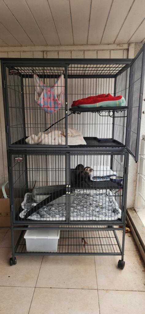 Gestereliseerd fretje + heel veel toebehoren, Dieren en Toebehoren, Overige Dieren, Vrouwelijk, Juni