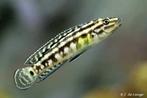 julidochromis, Dieren en Toebehoren, Vissen | Aquariumvissen, Vis, Zoetwatervis