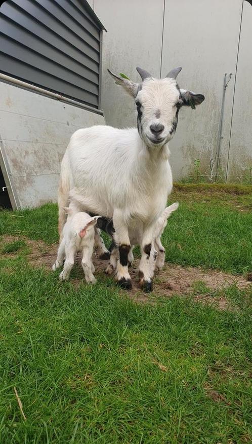 Lief geitje en evt bokje, Dieren en Toebehoren, Schapen, Geiten en Varkens
