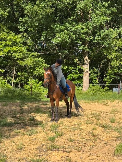 Bijrijdpaard gezocht regio Leopoldsburg/Lommel/Balen, Dieren en Toebehoren, Paarden, Niet van toepassing