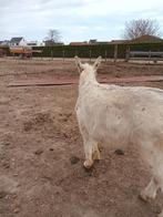 Ezel, Dieren en Toebehoren, Schapen, Geiten en Varkens
