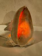 Schelpenlamp , Schelp ,  Grote Cassis cornuta (Helmschelp), Ophalen of Verzenden