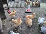 Orpington Buff kippen/kuikens, Kip, Meerdere dieren