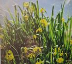 irissen geel voor de vijver, Tuin en Terras, Planten | Tuinplanten, Ophalen, Volle zon, Vaste plant, Vijverplanten