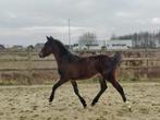 Beloftevolle D-pony BRP / New Forest, Dieren en Toebehoren, Pony's, Hengst