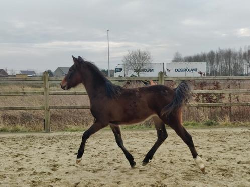 Beloftevolle D-pony BRP / New Forest, Dieren en Toebehoren, Pony's, Hengst