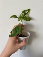 Monstera adansonii variegata 2, Huis en Inrichting, Kamerplanten, Ophalen