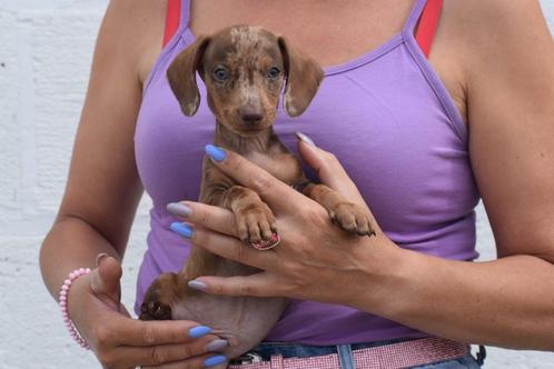 Dwerg Teckel pups unieke kleuren, Dieren en Toebehoren, Honden | Teckels en Dashonden, Meerdere dieren, Korthaar, Dwerg, Fokker | Professioneel