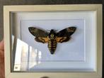Vlindersfinxschedel Acherontia Atropos A1 kwaliteit, Antiek en Kunst, Ophalen of Verzenden