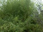 Bamboe Phyllostachys humilis, Vaste plant, Overige soorten, Ophalen