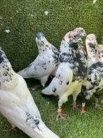 Pakistaanse Hoogvliegers, Dieren en Toebehoren, Vogels | Duiven, Meerdere dieren