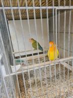 Agapornis, Dieren en Toebehoren, Vogels | Parkieten en Papegaaien