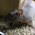 Rats Nu - à vendre, Animaux & Accessoires, Rat, Plusieurs animaux