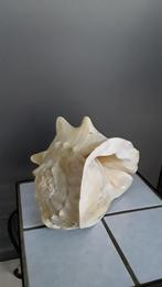 Grote Cassis Cornuta helm Schelp, Verzamelen, Ophalen